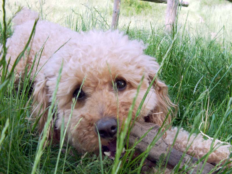 06080255 copie